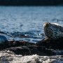 Морская прогулка Остров Старичков с морской рыбалкой и крабовым сафари - морские прогулки и экскурсии на Камчатке с Азимут Тур